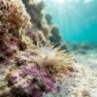 Antiopella Barbarensis