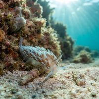 Cape Silvertip Flame