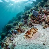 Variable Aphelodoris