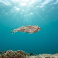 Chubby Clingfish