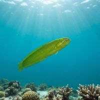 Penpoint Gunnel