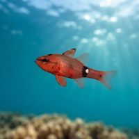 Whitestar Cardinalfish
