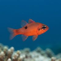 Flamefish