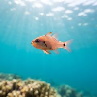 Pink Cardinalfish