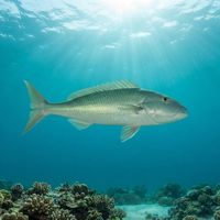 Green Jobfish