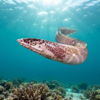European Finless Eel