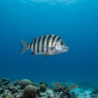 Sheepshead