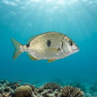 Adult sea bream with a deep silvery body and faint dark vertical bars hovering over a shallow reef.