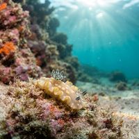 Ardeadoris tomsmithi