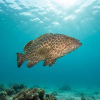 Areolate Grouper