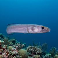 Bandtooth conger eel with pale sandy body and dark eye resting on a sediment reef floor.
