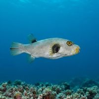 Immaculate Pufferfish
