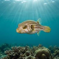 Narrow-lined Puffer