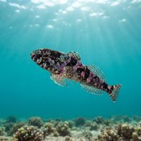 Smoothhead Sculpin