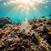Sea Squirt