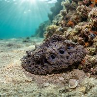 Atagema spongiosa