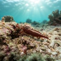 Hooded Shrimp