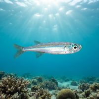 Big-scale Sand Smelt school with translucent silver bodies hovering near a rocky Mediterranean reef wall.