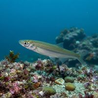Topsmelt