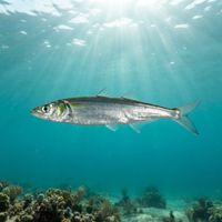 Jacksmelt