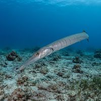 Adult Atlantic cornetfish with a long slender tan body and tube-shaped snout hovering near a rocky reef.