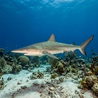 Atlantic Sharpnose Shark