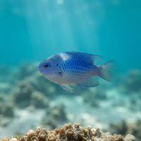 Australian Damsel