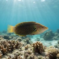 Axilspot Wrasse