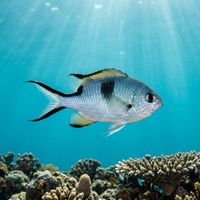 Azores Chromis