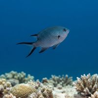 Scissortail Damselfish