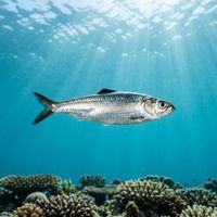A dense silver school of baitfish turning in unison in open blue water near a rocky reef.