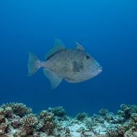 Adult finescale triggerfish with a grey-blue body and pale blue speckling hovering near a rocky reef.