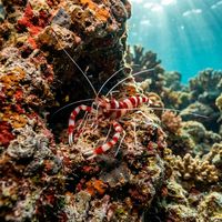 Banded Coral Shrimp with bold red and white banding on body and claws, long white antennae, perched on a coral reef.