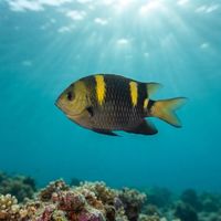 Banded Damselfish