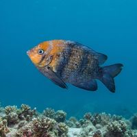 Adult banded scalyfin with brown body, pale scale edges and dark banding hovering near a rocky reef.