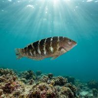 Banded wrasse with an elongated body and dark lateral bands swimming close to a rocky tropical reef.
