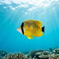 Barberfish with a deep yellow body, black face mask, and dark snout hovering near a rocky reef.