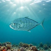 Barcheek Trevally
