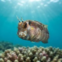 Barnacle Blenny