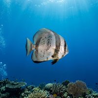 Batfish with a tall, disc-shaped silver body and long dorsal and anal fins swimming near a coral reef.