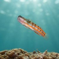 Bath's Combtooth-blenny
