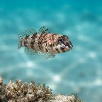 Mottled Twister