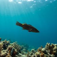 Arrowhead Soapfish