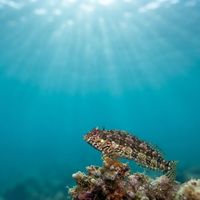 Belted Blenny