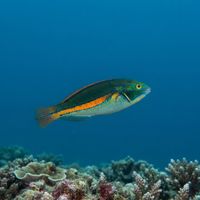 Belted Wrasse
