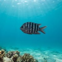 Bengal Sergeant with silvery body and five vertical black bars swimming over shallow tropical reef.