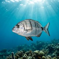 Sea chub with silvery-grey oval body and faint horizontal streaks swimming over a rocky reef.