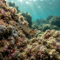 Bermuda Shrimp