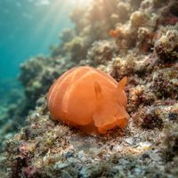 Peach Seaslug