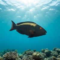 Bicolor Parrotfish